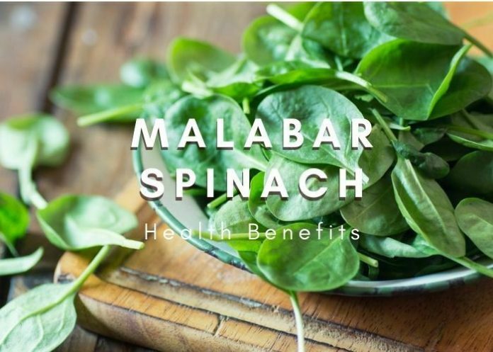 Malabar Spinach Health Benefits and Nutritional Facts