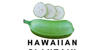 Hawaiian Plantain